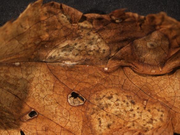 Melampsora ariae