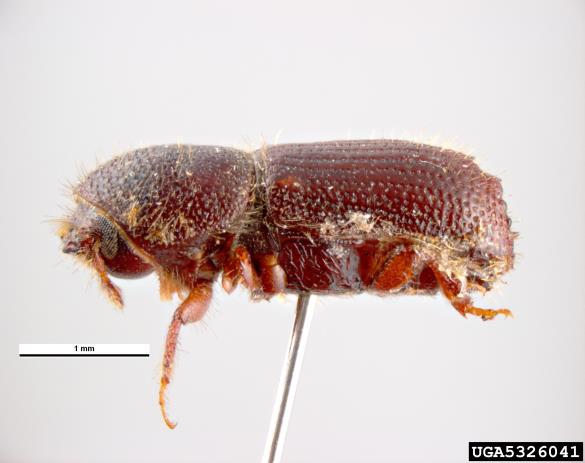 <i>Orthotomicus laricis</i>