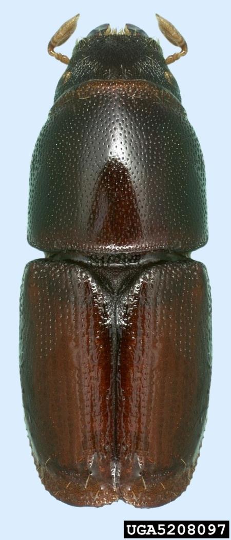mali brestov beljavar (<i>Scolytus multistriatus</i>)