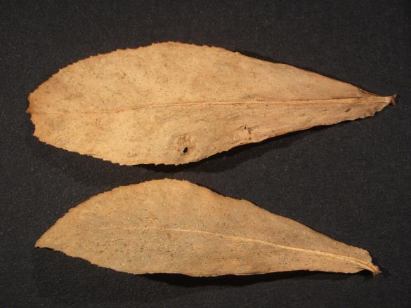 Melampsora euphorbiae 