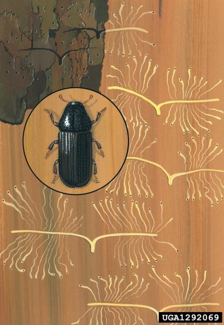 mali borov strženar (<i>Tomicus minor</i>)