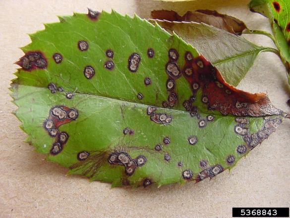 kutinova (glogova) listna pegavost (<i>Diplocarpon mespili</i>) na <i>Photinia x fraseri</i>