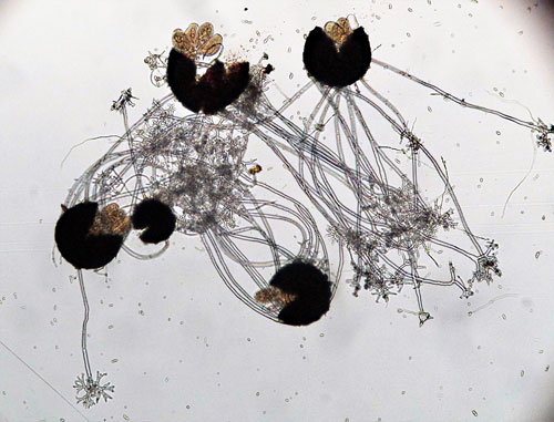 <em>Erysiphe euonymi</em>