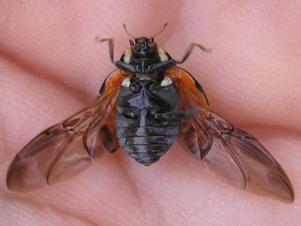 okata polonica