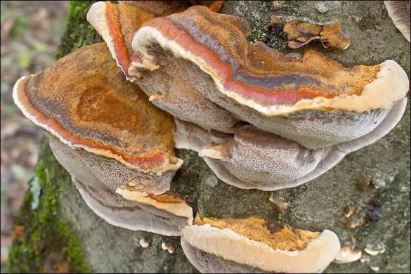 Inonotus radiatus