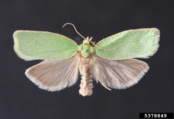 zeleni hrastov zavijač (<i>Tortrix viridana</i>) na <i>Quercus</i> spp.