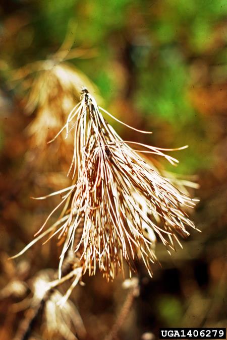 borova ogorčica (<i>Bursaphelenchus xylophilus</i>) na <i>Pinus nigra</i>