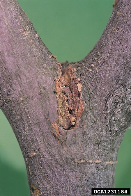 veliki brestov beljavar (<i>Scolytus scolytus</i>)