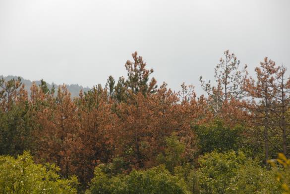 Sušica najmlajših borovih poganjkov