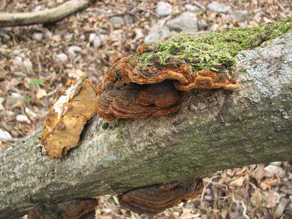 Phellinus ribis