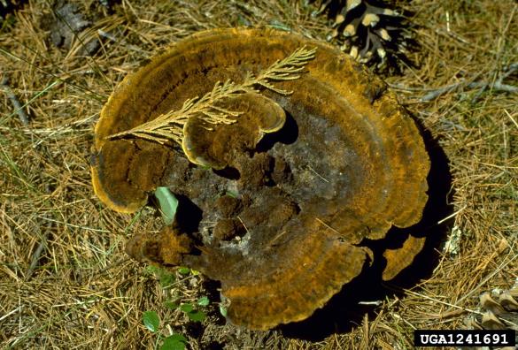 žoltorobi rjavopor (<i>Phaeolus schweinitzii</i>)