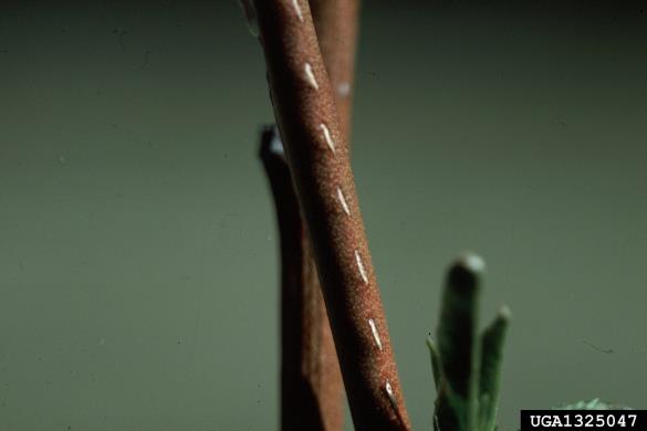 zelena grbavka (<i>Stictocephala bisonia</i>)