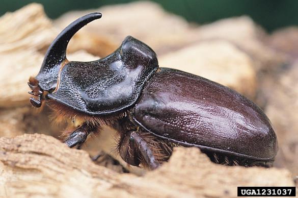 nororožec (<i>Oryctes nasicornis</i>)