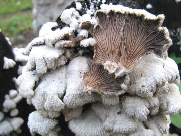 Schizophyllum commune