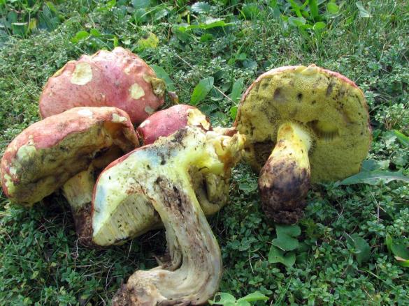 Boletus pseudoregius