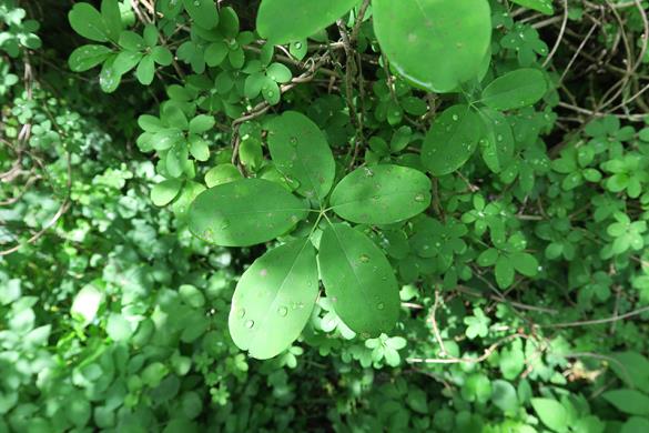<i>Akebia quinata</i>
