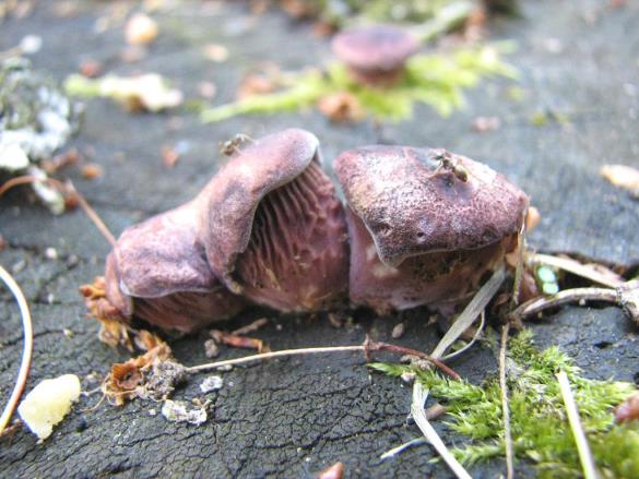 Lentinus conchatus
