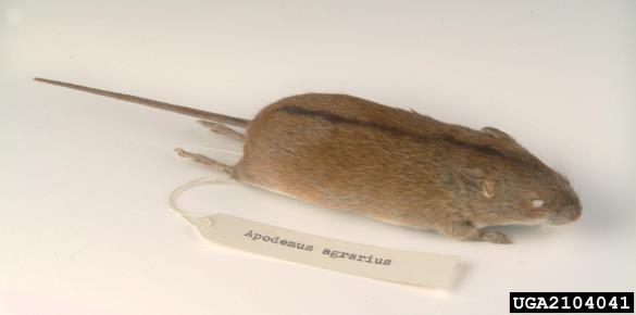 dimasta (ognjena) miš (<i>Apodemus agrarius</i>)