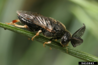 Diprion pini