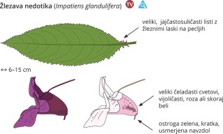 Podatki o sliki, izvirna velikost.