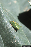 Stictocephala bisonia