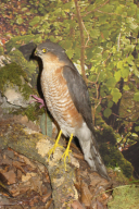 Accipiter nisus
