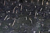 Xyleborus germanus