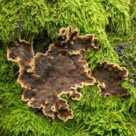 Porostereum spadiceum