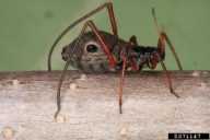 Lachnus roboris