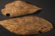Aecidium berberidis