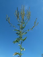Ambrosia artemisiifolia