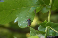 Cantharis fusca