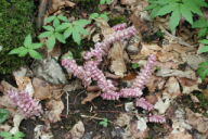 Lathraea squamaria