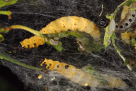 Yponomeuta cagnagella