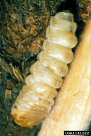 Saperda carcharias