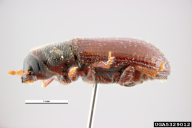 Tomicus minor