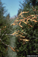 Didymascella thujina