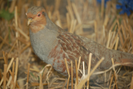 Perdix perdix
