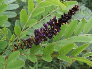 Amorpha fruticosa
