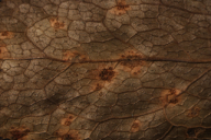 Aecidium berberidis