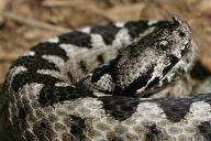 Vipera ammodytes