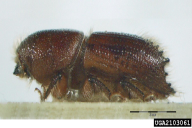 Ips sexdentatus