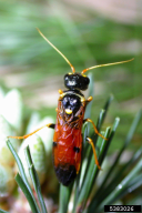 Acantholyda hieroglyphica
