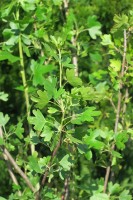 Ribes aureum