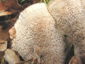 Abortiporus biennis