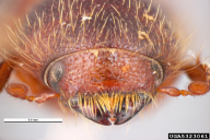 Dryocoetes autographus