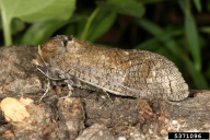 Cossus cossus