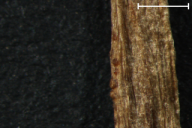 Aecidium ficariae