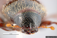 Tomicus minor