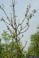 Biorhiza pallida